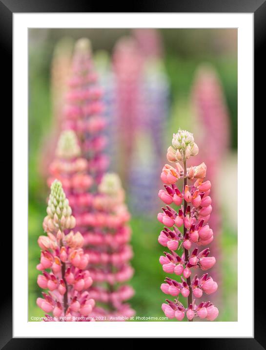 Red Lupins In The Flower Borders Of Hidcote Manor  Framed Mounted Print by Peter Greenway