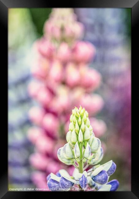 English Lupins At Hidcote Gardens Framed Print by Peter Greenway