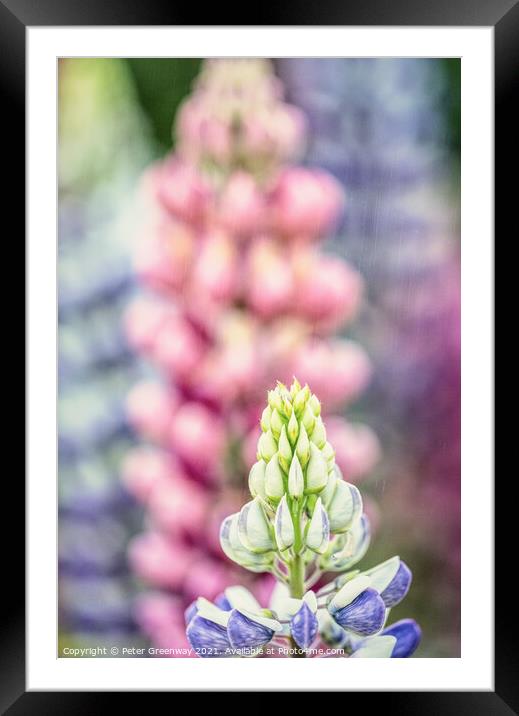 English Lupins At Hidcote Gardens Framed Mounted Print by Peter Greenway