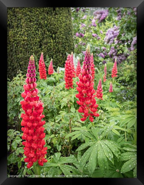 Red Lupins In The Flower Borders Of Hidcote Manor & Gardens Framed Print by Peter Greenway