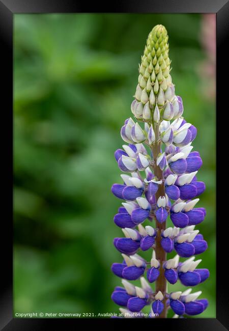Mauve & White Lupin ( Lupinus 'Persian Slipper' )  Framed Print by Peter Greenway