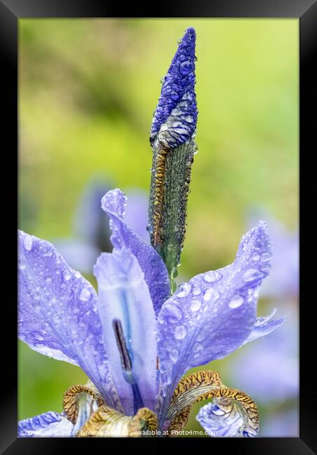 Unopened Iris After A Shower Of Rain At Hidcote Gardens Framed Print by Peter Greenway