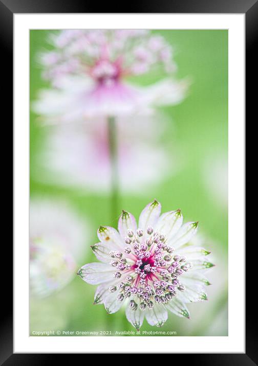 Clumps Of Great Masterwort Flowers At Hidcote Manor & Gardens Framed Mounted Print by Peter Greenway