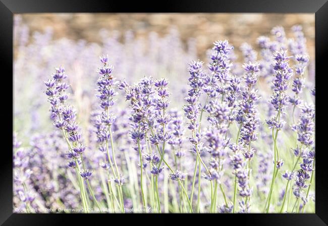 Somerset Lavender In Full Bloom Framed Print by Peter Greenway