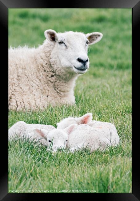 Spring Lambs Grazing In Fields In Rural Oxfordshire Framed Print by Peter Greenway