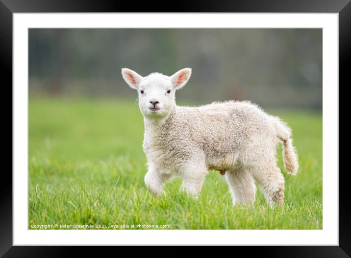 Spring Lambs Grazing In Fields In Rural Oxfordshire Framed Mounted Print by Peter Greenway