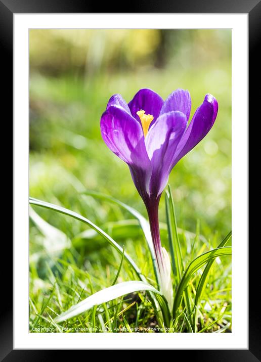 Purple Spring Crocus In Full Bloom Framed Mounted Print by Peter Greenway