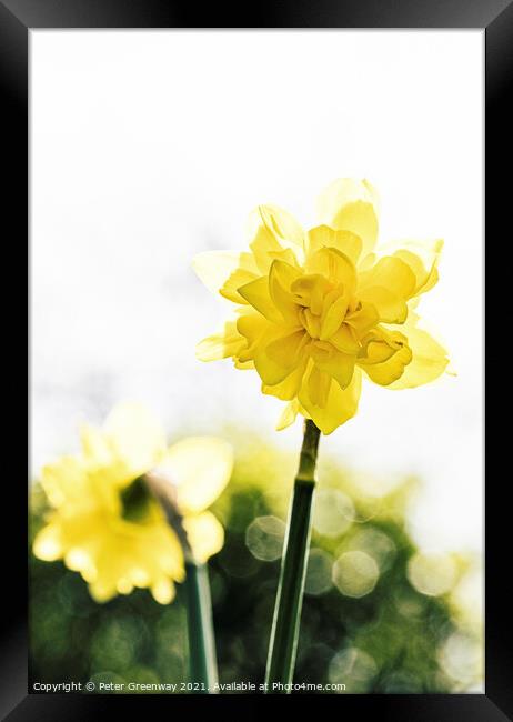 English Spring Narcissus Daffodils Framed Print by Peter Greenway