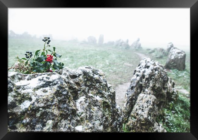 Sprigg Of Holly with Berries On One Of The Standing Stones Framed Print by Peter Greenway