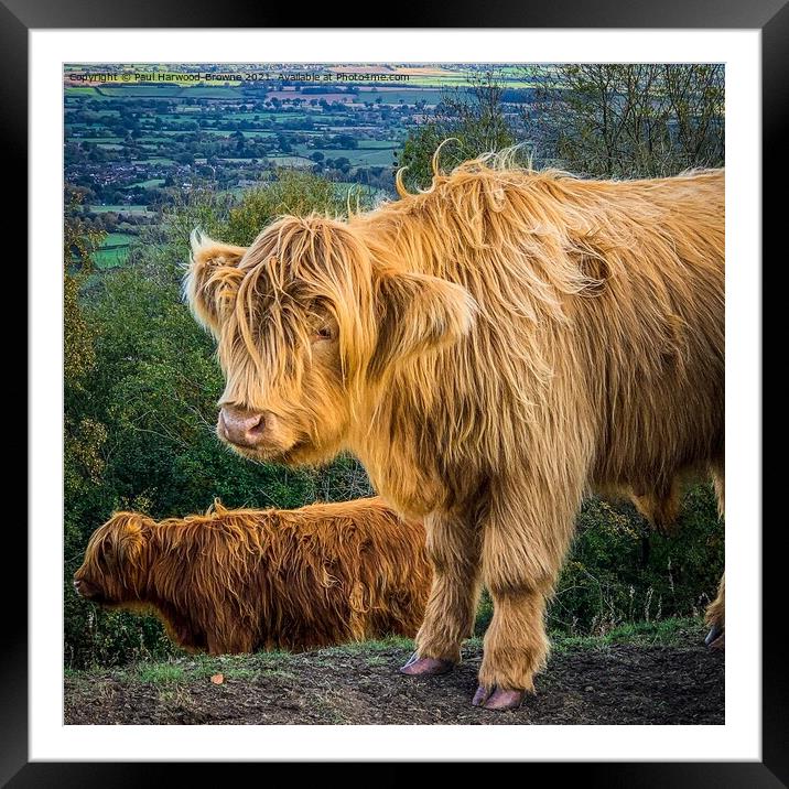 Highland Cattle Framed Mounted Print by Paul Harwood-Browne