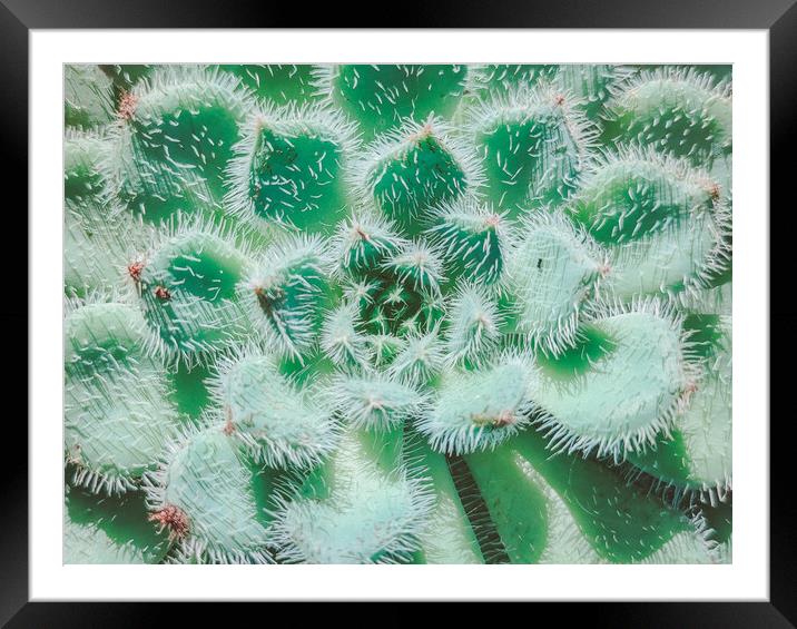 Exotic succulent plant call Echeveria Setosa Framed Mounted Print by Sol Cantero