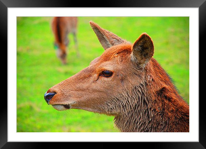 Red Deer Framed Mounted Print by Gö Vān