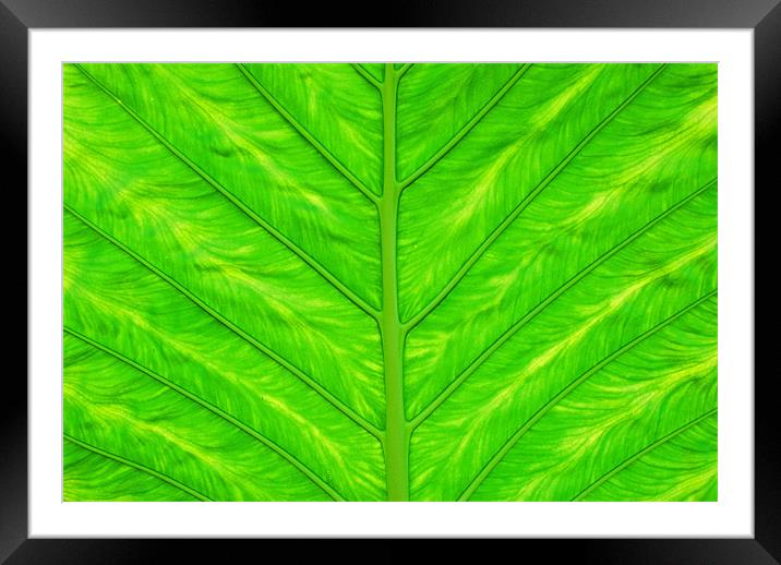 Leaf Framed Mounted Print by Gö Vān