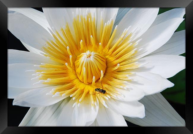 Wasp on a flower Framed Print by Gö Vān