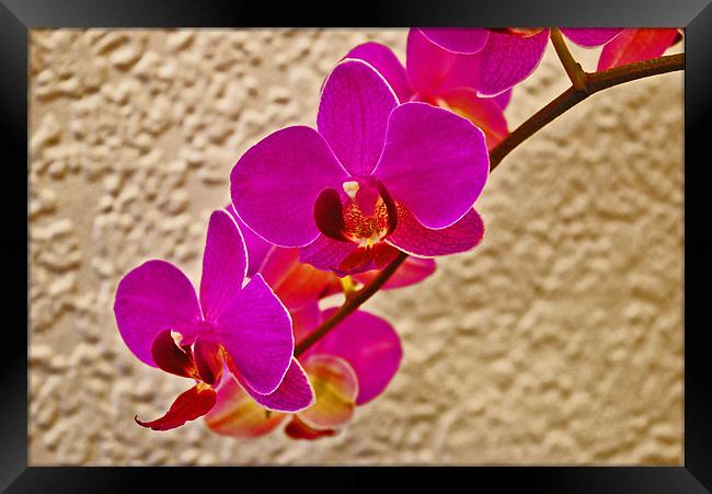 Orchid 2 Framed Print by Gö Vān