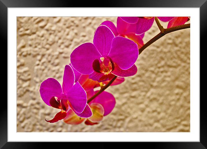 Orchid 2 Framed Mounted Print by Gö Vān