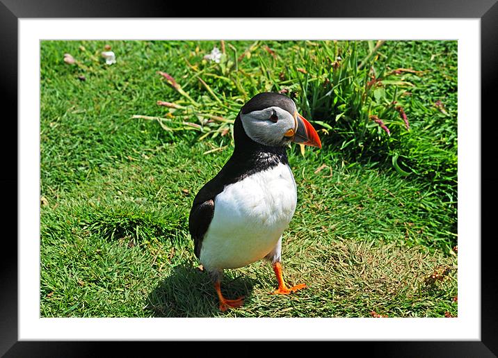 Puffin Framed Mounted Print by Gö Vān