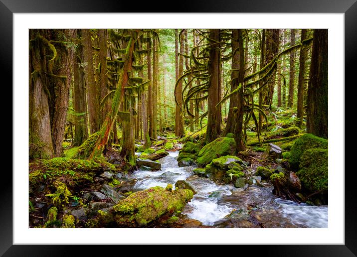 Old Forest and Stream Framed Mounted Print by Chuck Koonce
