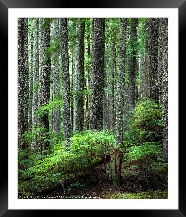 Deep in the forest Framed Mounted Print by Chuck Koonce