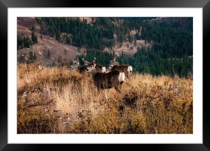 Deer at Sunset Framed Mounted Print by Chuck Koonce