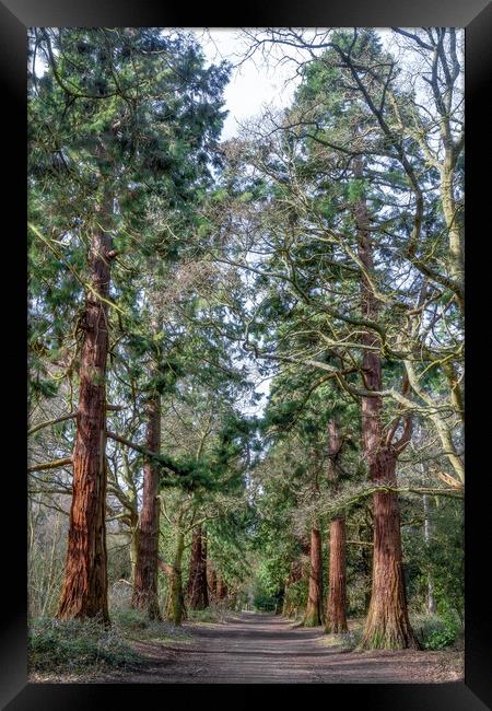 Tall Pines. Framed Print by Martin Yiannoullou