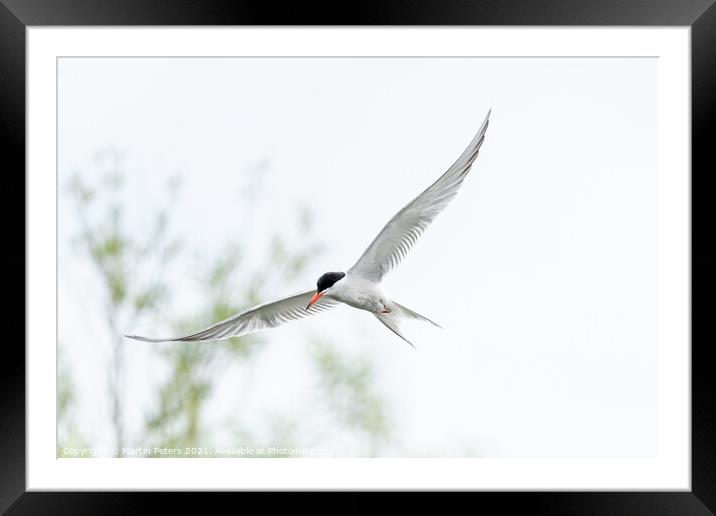Majestic Turn Bird in Flight Framed Mounted Print by Martin Yiannoullou