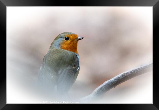 Robin Braving the Winter Framed Print by Martin Yiannoullou
