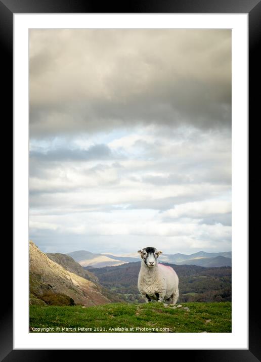 Majestic sheep standing tall on The Old Man of Con Framed Mounted Print by Martin Yiannoullou