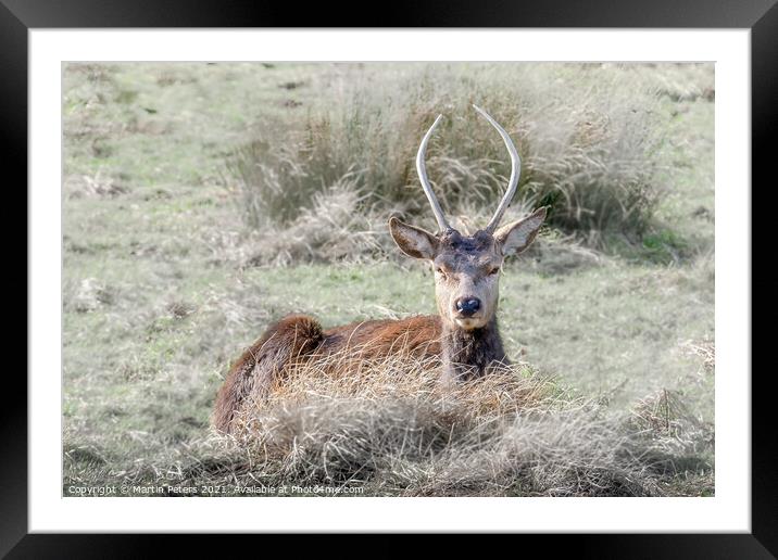 Red Deer Framed Mounted Print by Martin Yiannoullou