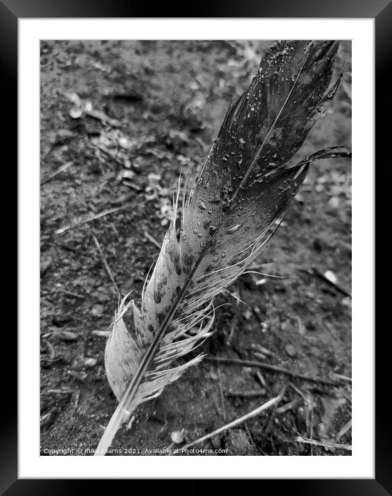Magpie Feather Framed Mounted Print by mike kearns