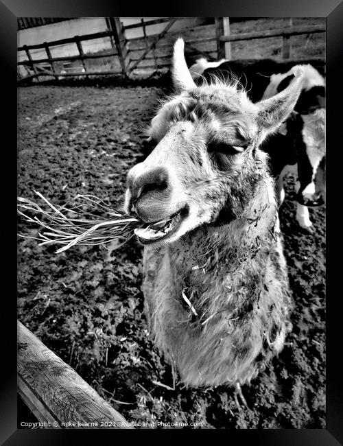 Llama chewing grass Framed Print by mike kearns