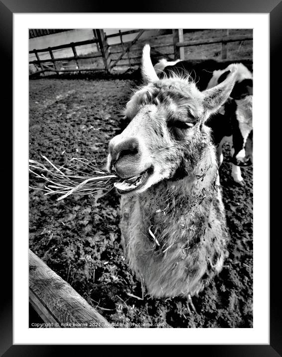 Llama chewing grass Framed Mounted Print by mike kearns