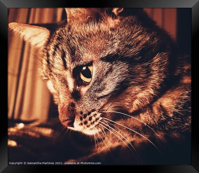 Tabby Cat Framed Print by Samantha Martinez