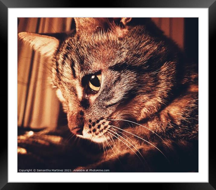 Tabby Cat Framed Mounted Print by Samantha Martinez