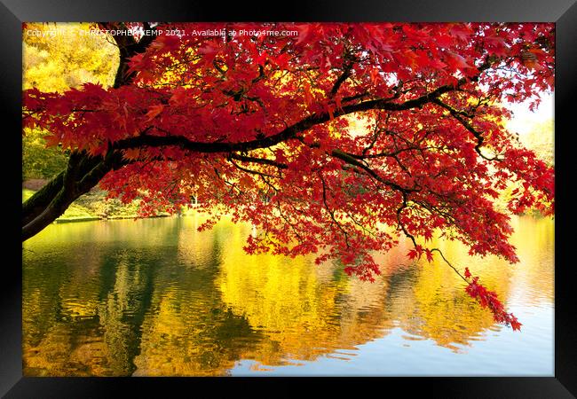 Autumn red maple reflected in mirror lake Framed Print by CHRISTOPHER KEMP