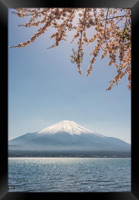 View of the Mt. Fuji symbol of Japan and Yamanaka lake with cherry blossoms Framed Print by Mirko Kuzmanovic