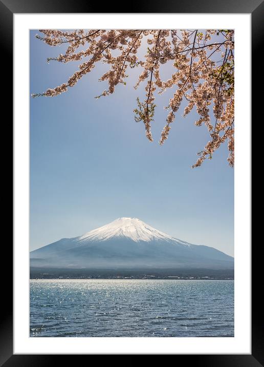 View of the Mt. Fuji symbol of Japan and Yamanaka lake with cherry blossoms Framed Mounted Print by Mirko Kuzmanovic