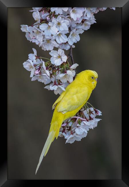 Yellow Canary on the Cherry blossom tree Framed Print by Mirko Kuzmanovic