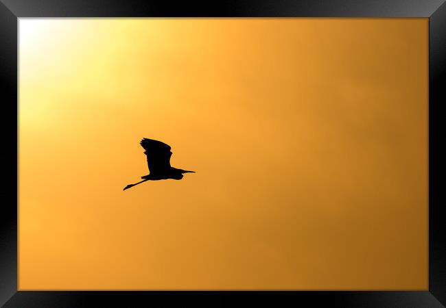 Silhouette of an egret flying against the sunset sky Framed Print by Mirko Kuzmanovic