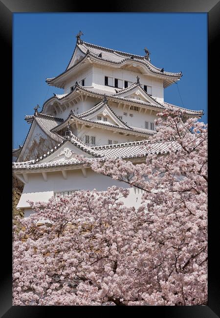 Himeji castle during the cherry blossom sakura season Framed Print by Mirko Kuzmanovic