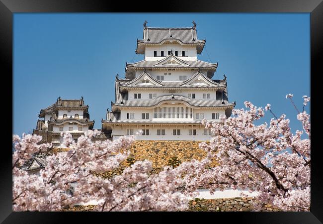 Himeji castle during the cherry blossom sakura season Framed Print by Mirko Kuzmanovic