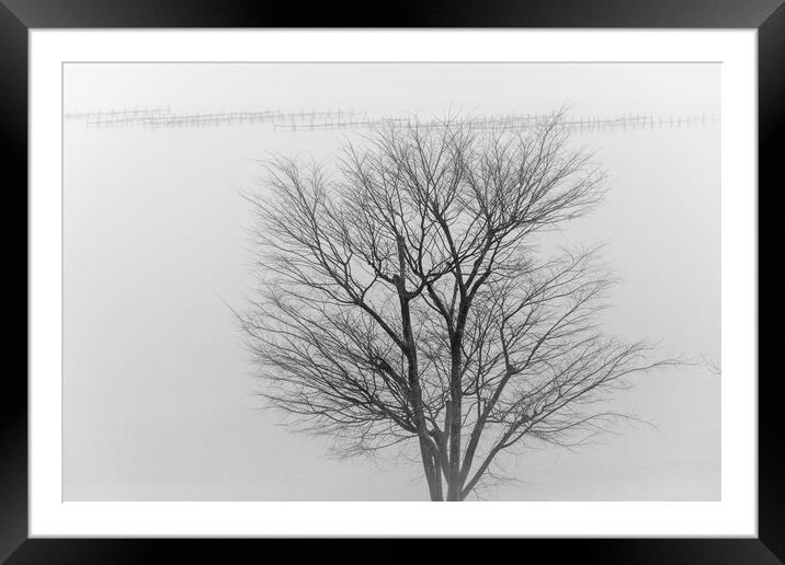 Lonely tree in a fog in front of lake Hamana in Shizuoka Prefecture of Japan Framed Mounted Print by Mirko Kuzmanovic