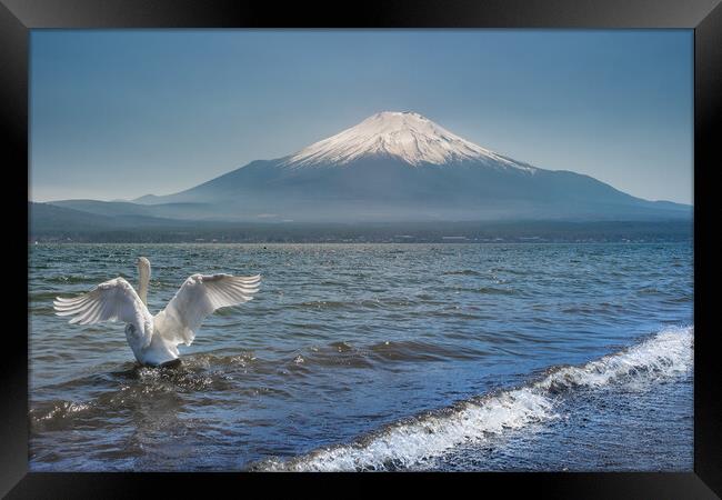 White Swan swimming in the Lake Kawaguchi with Mt. Fuji in the background, Japan Framed Print by Mirko Kuzmanovic