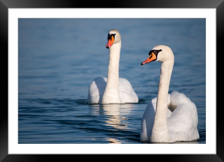 White swans swimming in the Danube river in Serbia Framed Mounted Print by Mirko Kuzmanovic