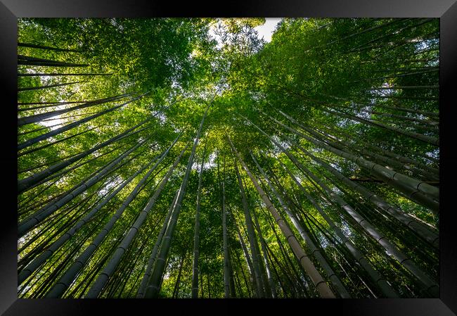 Arashiyama Bamboo forest in Kyoto Framed Print by Mirko Kuzmanovic