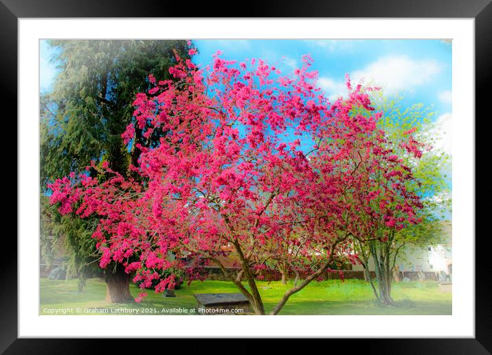 Spring Tree Blossom Framed Mounted Print by Graham Lathbury