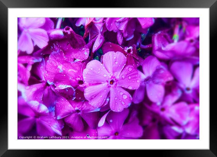 A study of Violets Framed Mounted Print by Graham Lathbury