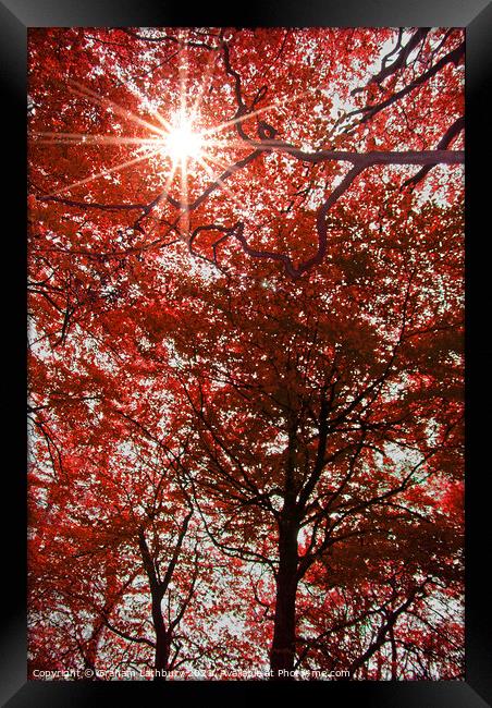 Sunlight through Autumn leaves Framed Print by Graham Lathbury