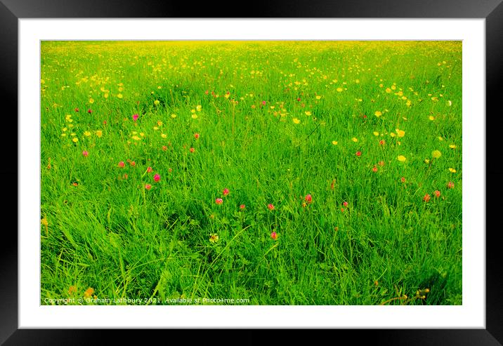 Wild Flowers in the English Countryside Framed Mounted Print by Graham Lathbury