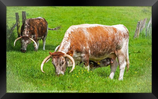 English Longhorn Cows Framed Print by Graham Lathbury